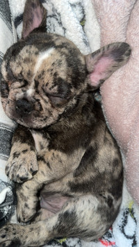 French Bulldog - Merle 2 diff colored eyes 