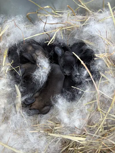 New Zealand x Silver Fox kits , View more