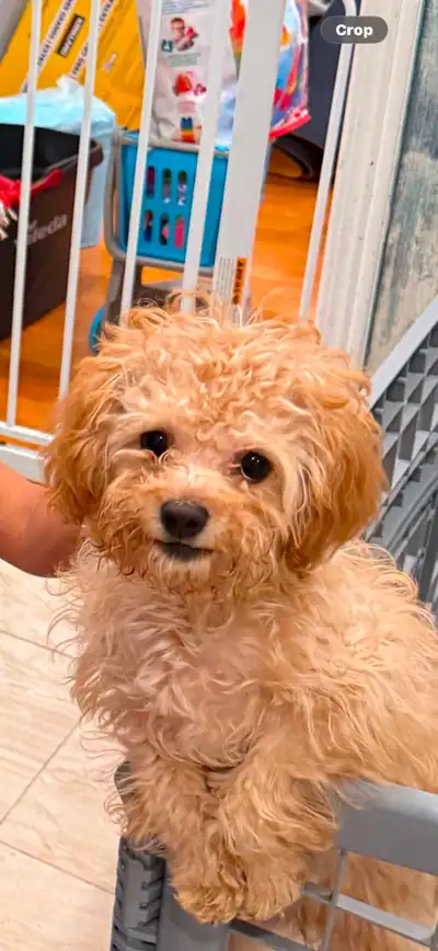 Toy poodle female., View more
