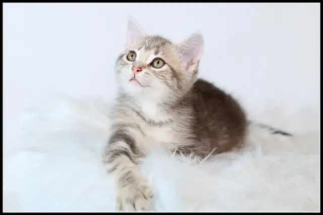 Adorable petit chaton femelle • croisée Bengal in Cats & Kittens for Rehoming in Lévis - Image 6