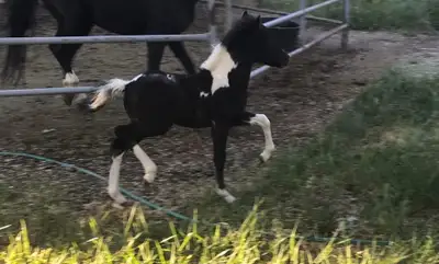 AMHR Reg pending Mini colt, View more
