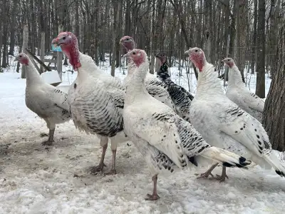 Four 6 1/2 month old hens Sweet grass / Royal Palm breed. True heritage breed Tame and friendly Clos...