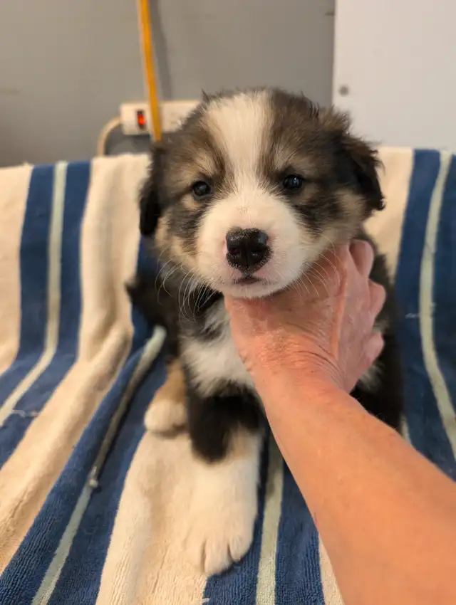 Bouvier Bernois X Husky(Prêt a partir ce weekend) in Dogs & Puppies for Rehoming in Victoriaville - Image 10