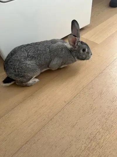 American Chinchilla rabbit, View more