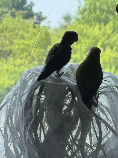 Mandy’s bird Avery rescue, View more