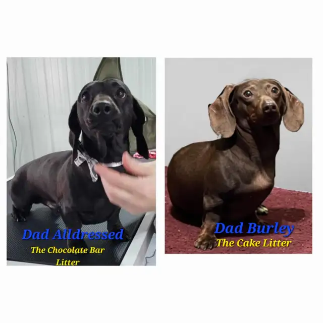 SMOOTH COAT MINI DACHSHUNDS - 3 Adorable girls READY TO GO!! in Dogs & Puppies for Rehoming in City of Toronto - Image 10