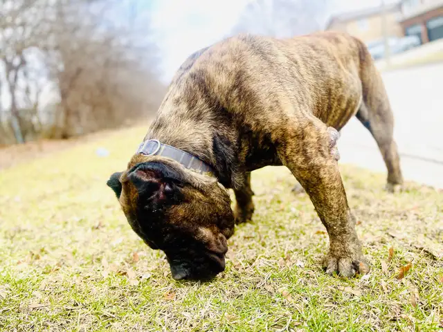 Presa Canario – Calm Guardian – 4.5 Years – Fully Vaccina | Dogs ...