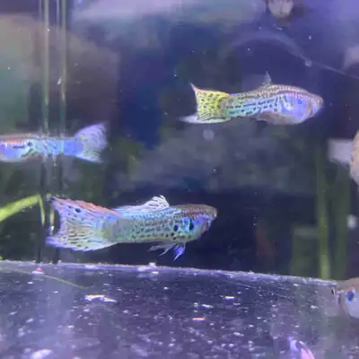 Yellow Snakeskin Guppy Pair, View more