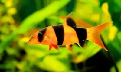 clown loach for sale at T T Pets, View more