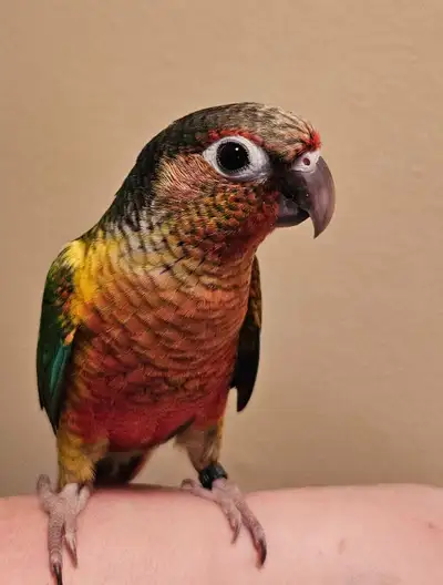 Male Conure Baby, View more