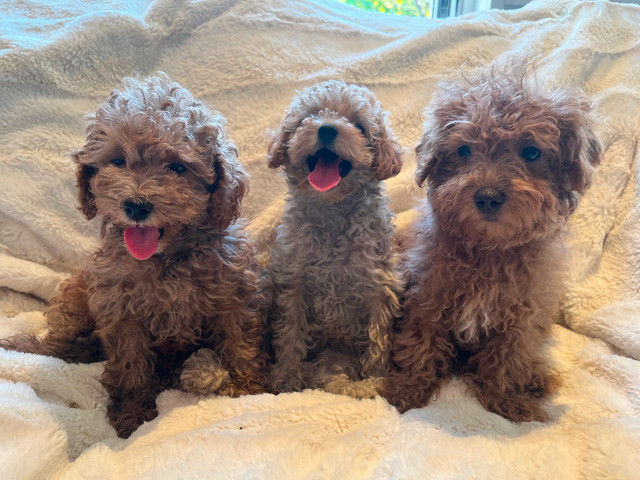Maltipoo in Dogs & Puppies for Rehoming in Markham / York Region
