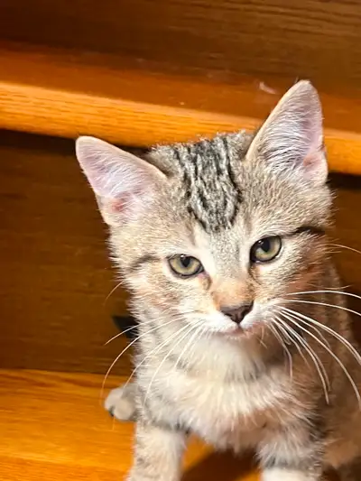 Four beautiful kittens are looking for forever home, View more