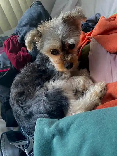 Morkie – Sweet, Healthy & Ready for a loving home., View more