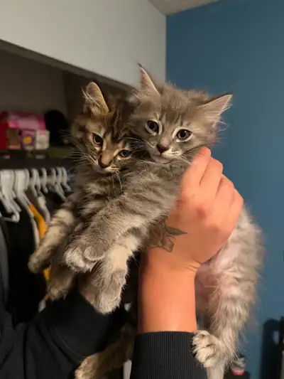 free kittens and cat playpen, View more