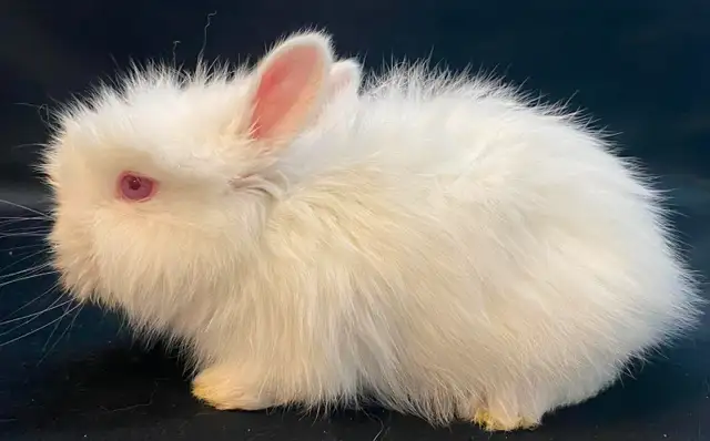 BEW English Angora Rabbits in Small Animals for Rehoming in Ottawa - Image 6