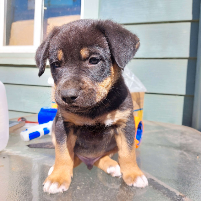 German Shepherd/ Rottweiler mixed puppies for sale! $1000 in Dogs & Puppies for Rehoming in Burnaby/New Westminster - Image 4