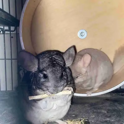 Chinchilla, View more