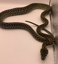 Zebra ocelot carpet python 2023 