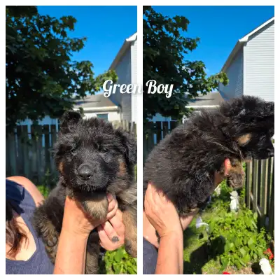 registered German Shepherd puppies , View more