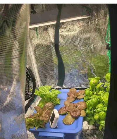 Lampe pour plantes LED Mars Hydro TS-600 avec kit d'attaches, View more