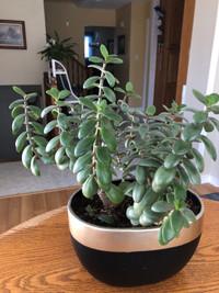 Lovely Jade Plant