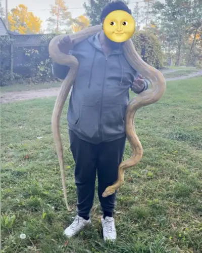 Collection of large snakes looking for new homes. Large Albino retic python $500 Small retic python...