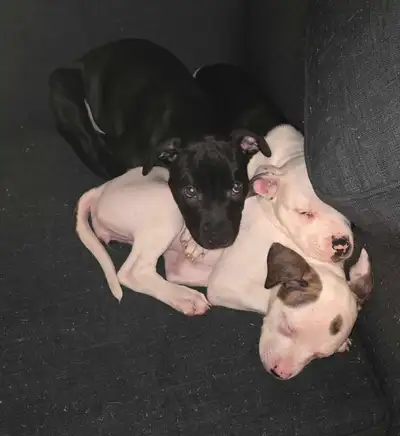 Adorable Mastiff/boxer Puppies – 10 weeks Ready now for our forever homes some of my litter have Ins...