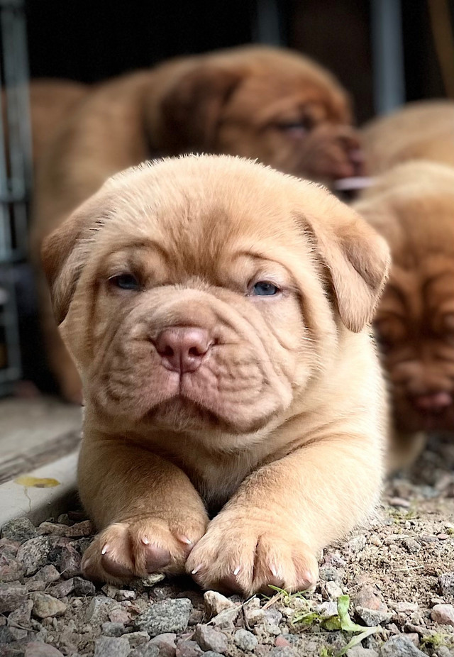 Dogue de Bordeaux pure race et enregistrées avec la FCC Dogs