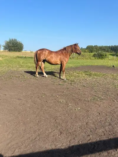purvian cross Morgan gelding, View more