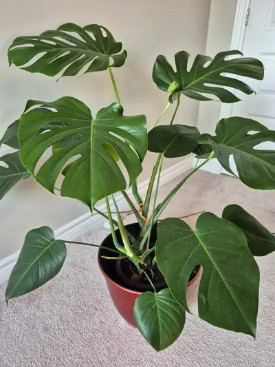 Monstera deliciosa, on sale, View more