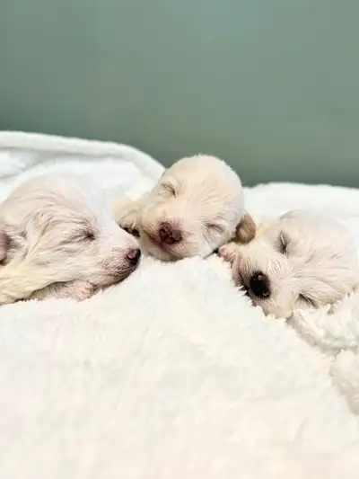 Beautiful Westie / Poodle babies! This is a breed is a perfect blend of smart, adventurous, loyalty...
