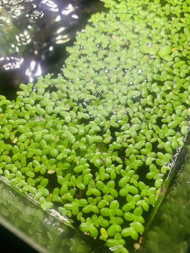 Aquarium/Pond Duckweed Plant “Lemna Minor” Plants, Fertilizer