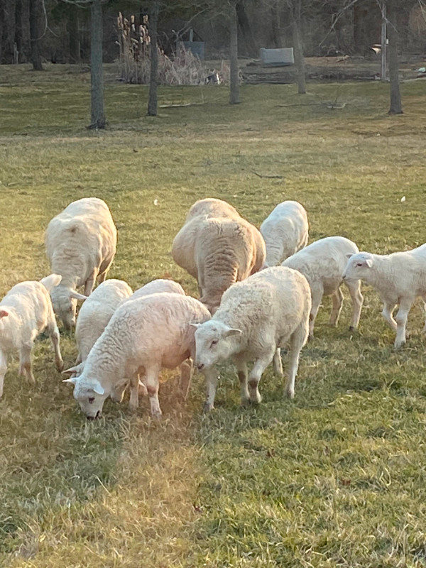 Khatahdin sheep and lambs for sale in Livestock in Windsor Region - Image 2
