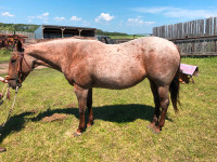 Well Broke Red Roan mare for sale