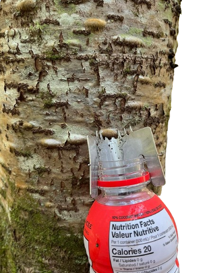 Picoué Fir Gum Harvesting Tool Small Size 1 Item, View more