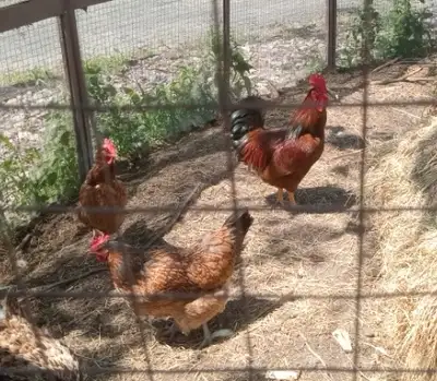 Beau coq à donner!