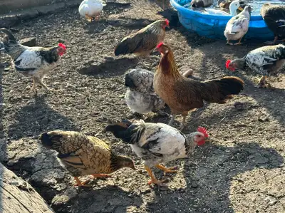Bantam Laying Hens For Sale, View more