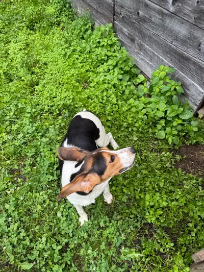 1 year old Beagle  comes from great line of hunting dogs, View more