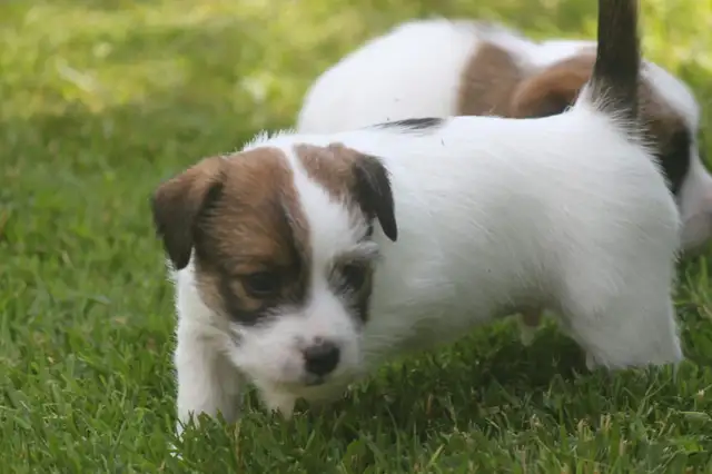 PUREBRED CKC REGISTERED JACK RUSSELL PUPPIES. CHAMPION BLOODLINE in Dogs & Puppies for Rehoming in Chatham-Kent - Image 3