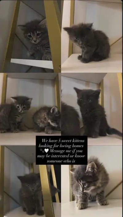 5 Adorable Fluffy Kittens Looking for Loving Homes, View more