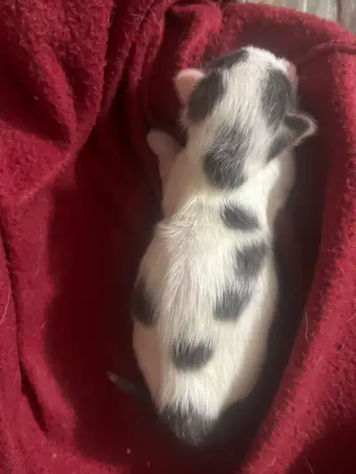 kitten for sale , View more