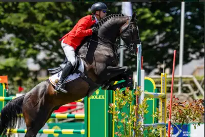 Horse jumper training, View more
