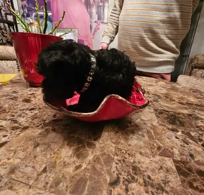 PURE LOVE KENNEL IS OFFERING a beautiful all black pure Yorkie, View more