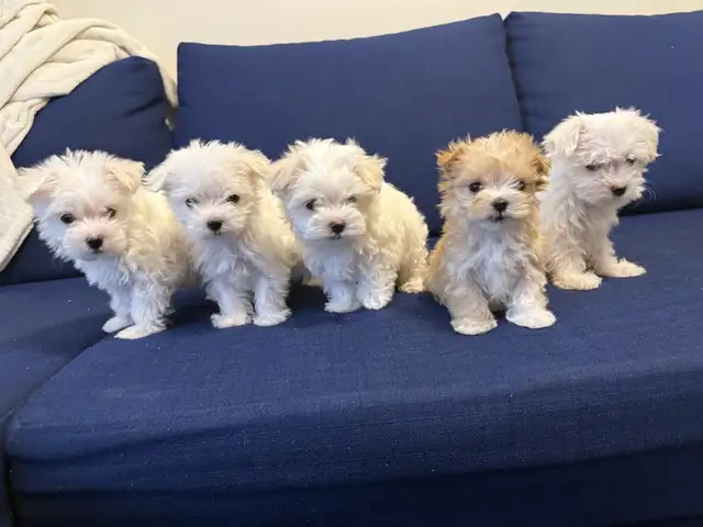 Morkie Puppies in Dogs & Puppies for Rehoming in Ottawa - Image 2