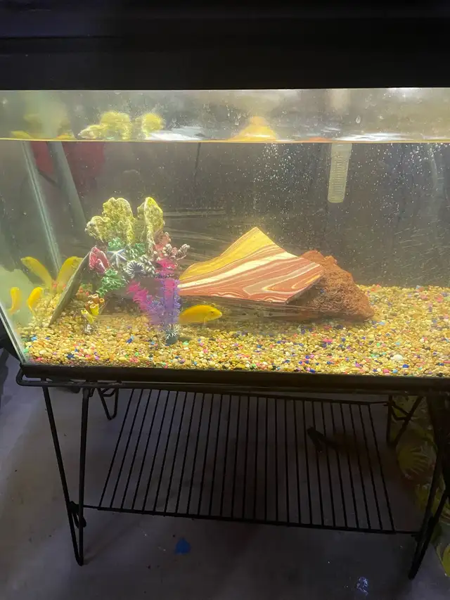 Fish Tank / Aquarium with stand & accessories. in Fish for Rehoming in Oshawa / Durham Region - Image 6