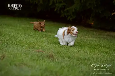 Cockapoo/Toy Poodle puppies!, View more