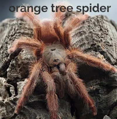 Tarantulas for sale, View more