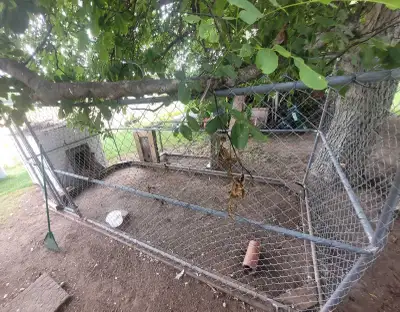 Small poultry flock boarding, View more