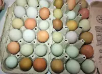 Easter Egger hatching eggs 