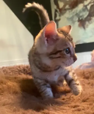 Bébé chaton  bengal. Femelle, View more